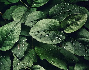 feuilles vertes avec des gouttes d'eau